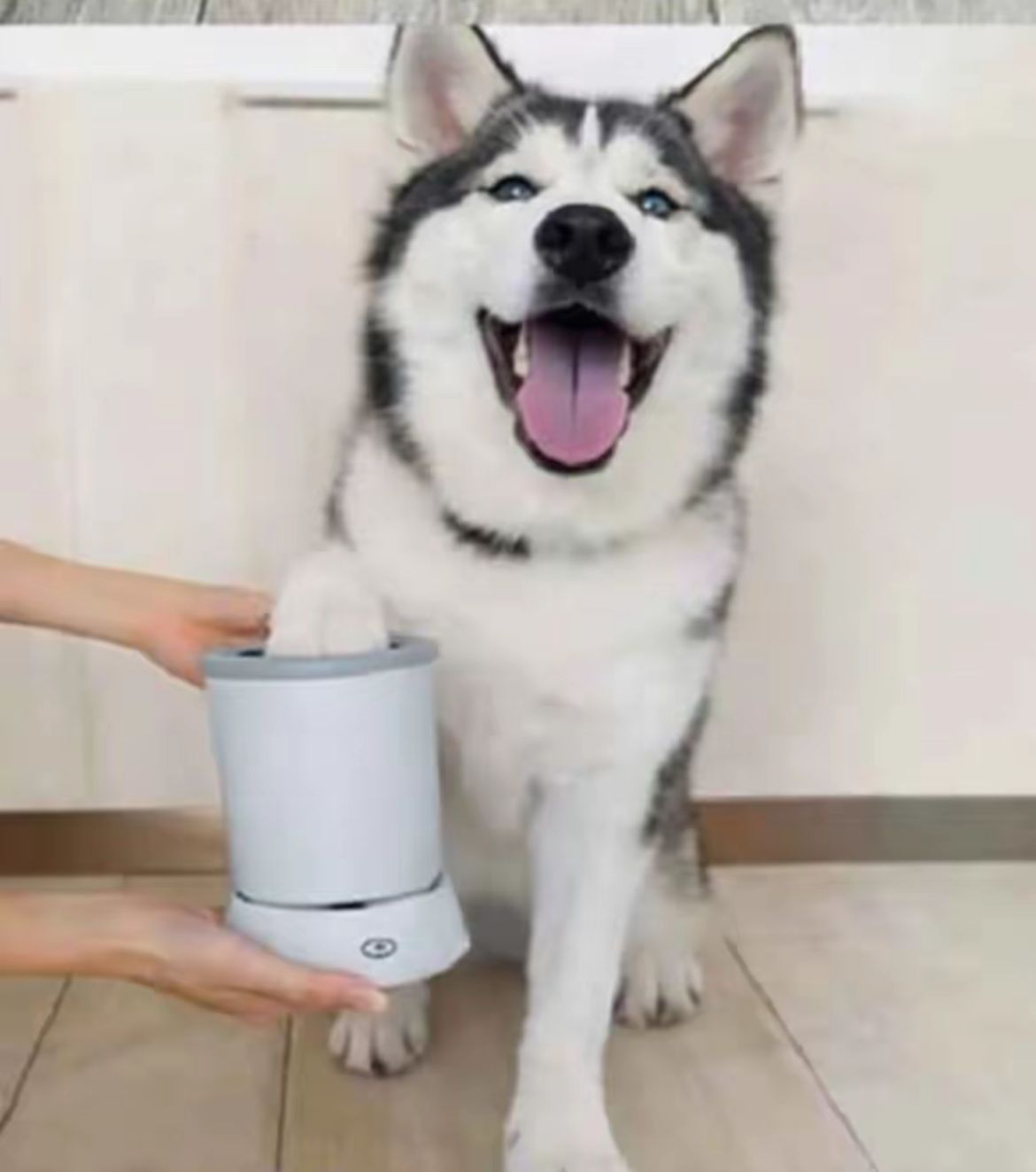 Lavapatas Automatico Para Mascotas